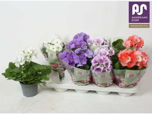 <h4>PRIM OB TM GEM</h4>