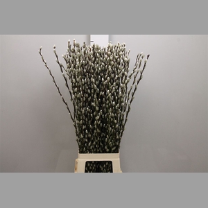 Salix Ca Snow Flake