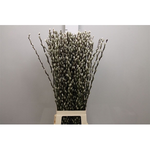 Salix Ca Snow Flake