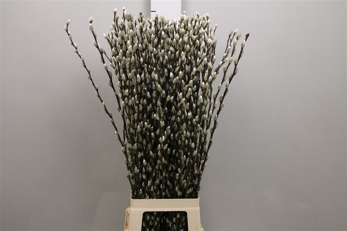 <h4>Salix Ca Snow Flake</h4>