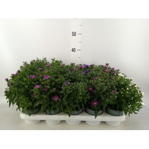 Aster n-b 'Starletta' ..mix
