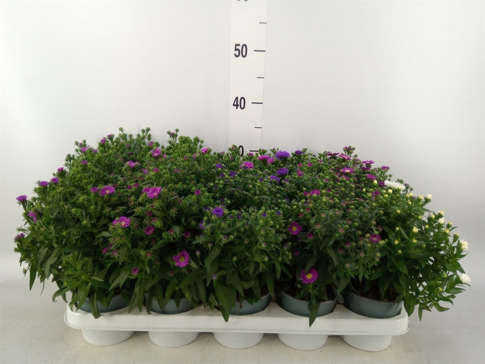 <h4>Aster n-b 'Starletta' ..mix</h4>