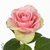 Rosa large la belle Lolomarik