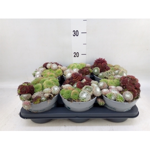 Sempervivum   ...