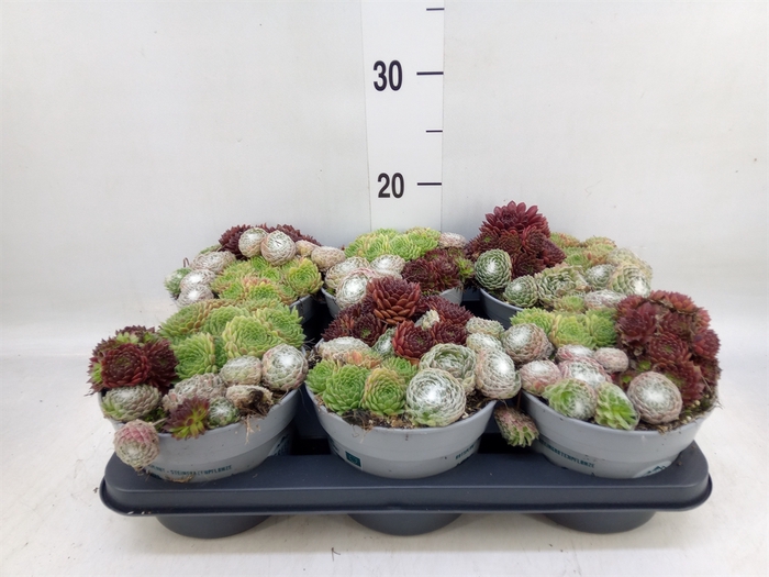 <h4>Sempervivum   ...</h4>