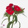 Di Barbatus Red White Ruetten