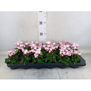 Cyclamen KL 'Verano Victoria'
