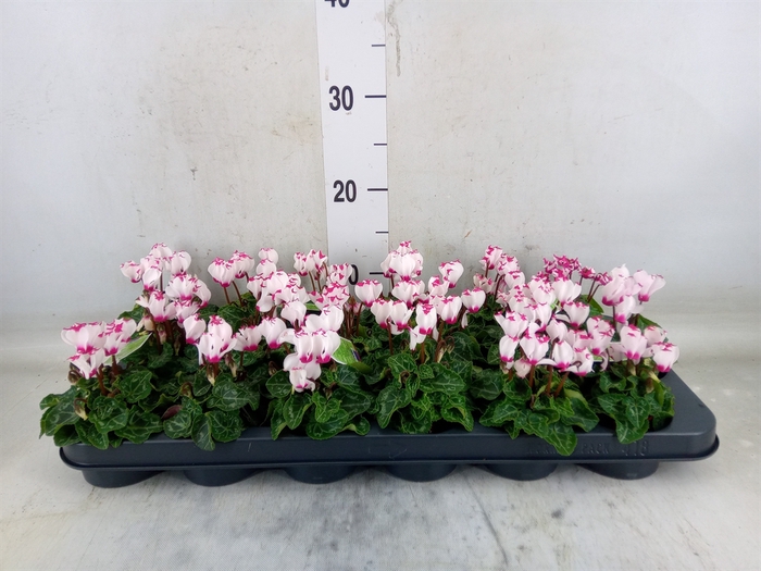 <h4>Cyclamen KL 'Verano Victoria'</h4>