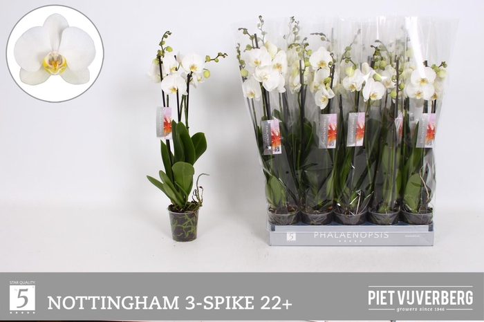 <h4>PHAL AN NOTTINGHAM</h4>