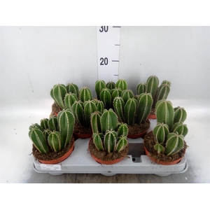 Cereus   ...