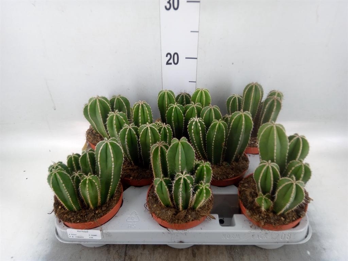 <h4>Cereus   ...</h4>