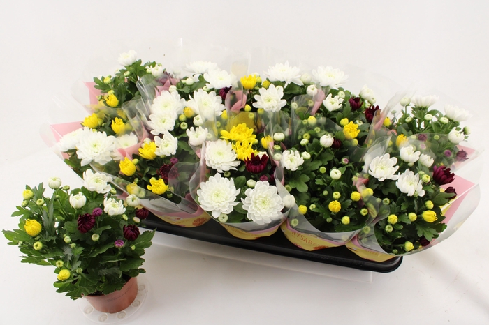 <h4>CHRYS GEM IN POT</h4>