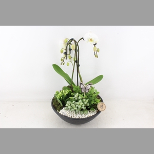 arr2 PL - Ebbi black phal. paraplu wit