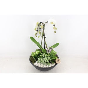 arr2 PL - Ebbi black phal. paraplu wit