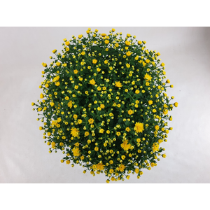 Bolchrysant Dark Yellow 45cm