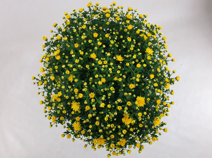 Bolchrysant Dark Yellow 45cm