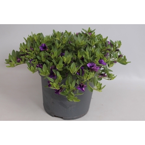 Perkplanten 19 cm Calibrachoa callie Dark blue