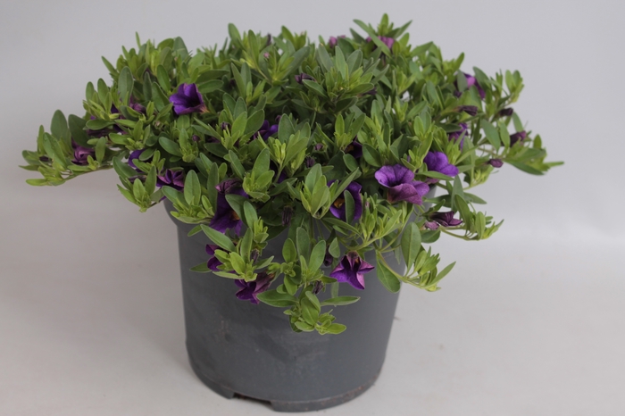 <h4>Perkplanten 19 cm Calibrachoa callie Dark blue</h4>