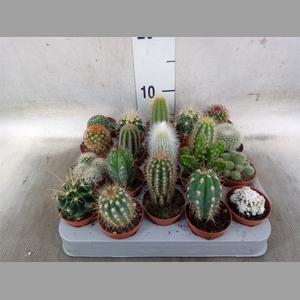 Cactus   ...mix