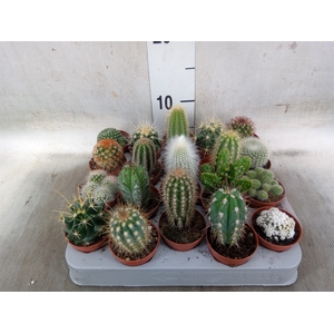 Cactus   ...mix