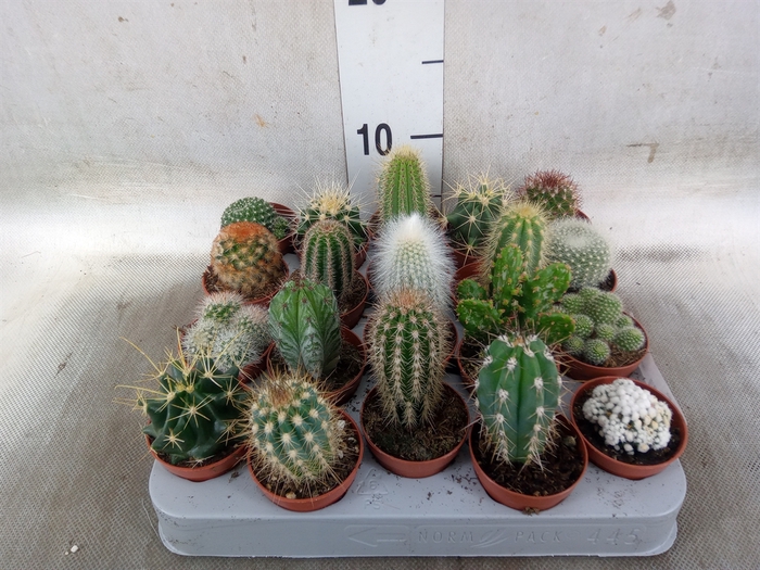 <h4>Cactus   ...mix</h4>