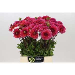 Dahlia Isa Candy