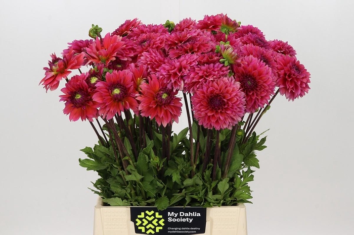 <h4>Dahlia Isa Candy</h4>