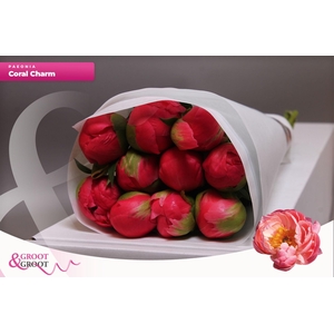 Paeonia Coral Charm | Heavy Quality