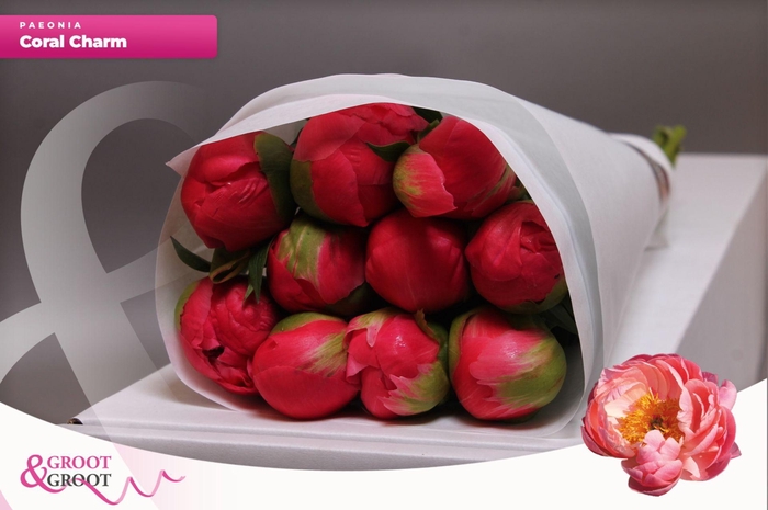 <h4>Paeonia Coral Charm | Heavy Quality</h4>