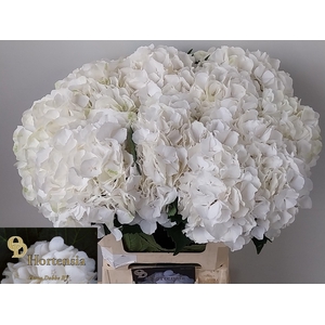 Hydrangea Schneeball