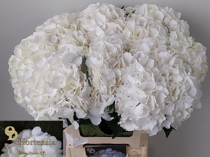 <h4>Hydrangea Schneeball</h4>