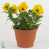 VIOLA CORNUTA TW YELLOW+EYE