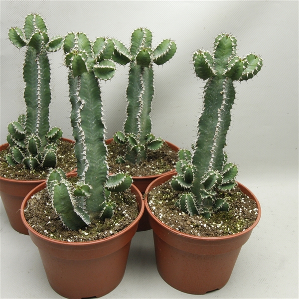 <h4>216 Polyacantha 17 cm</h4>