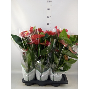 Anthurium andr. 'Madural'