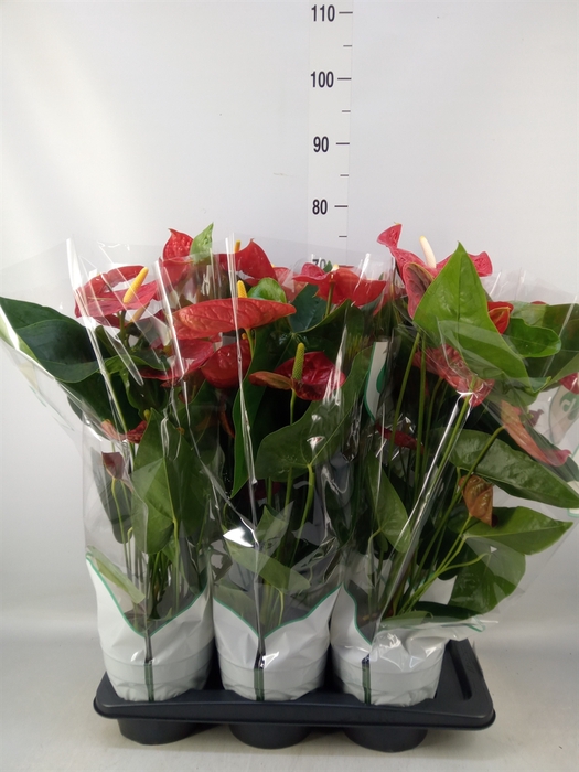 <h4>Anthurium andr. 'Madural'</h4>