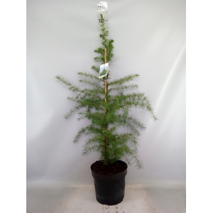 Cedrus deodara