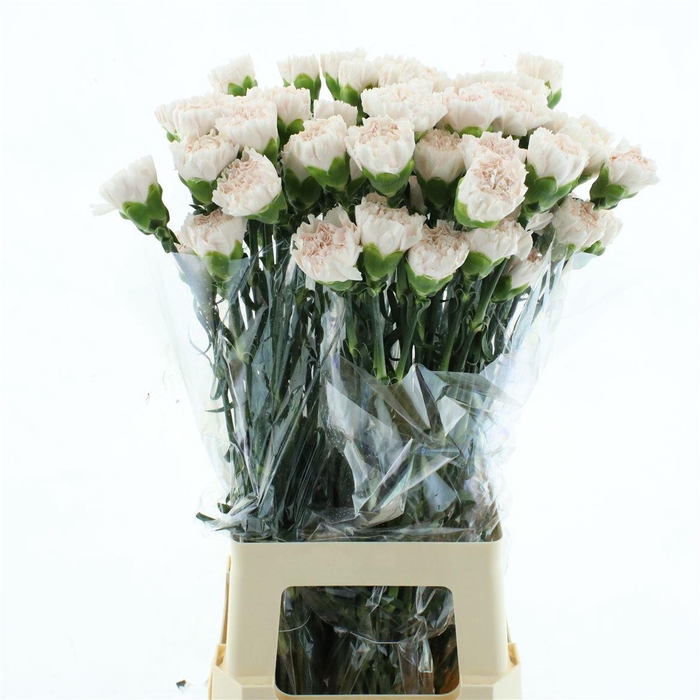 <h4>Di St Col Brut</h4>