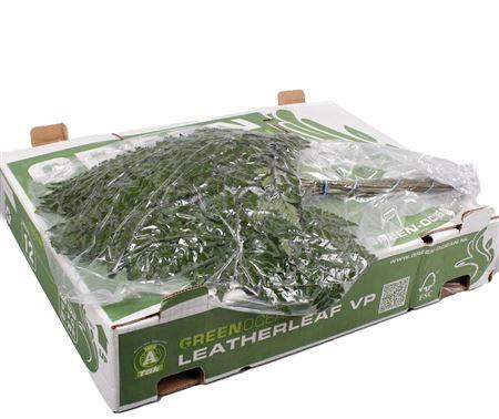 <h4>LEDERVAREN EXTRA VACUUM GREEN OCEAN</h4>