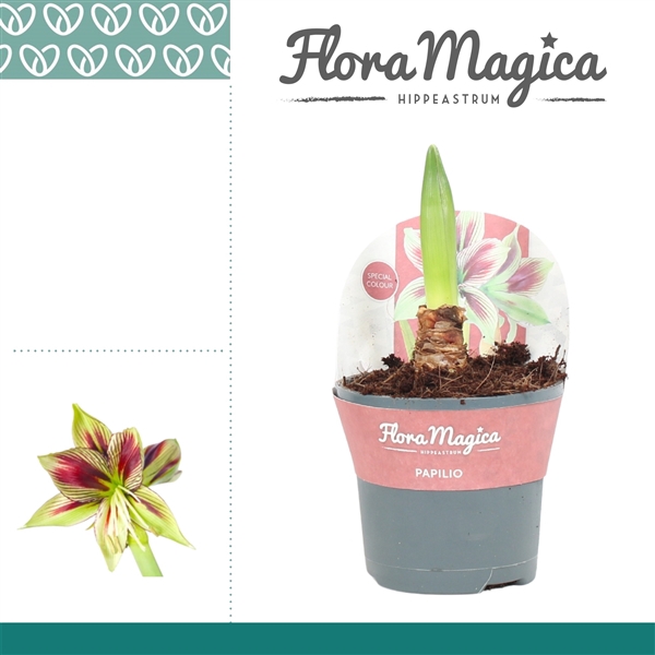 <h4>Amaryllis Papilio 2 Knop in Potkraag</h4>
