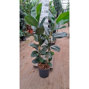 Ficus Elastica Robusta