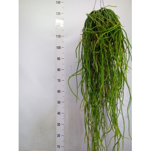Rhipsalis floccosa