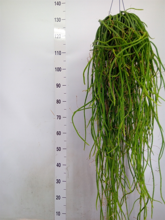 <h4>Rhipsalis floccosa</h4>