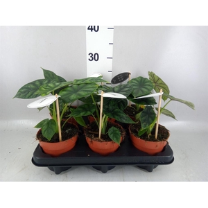 Alocasia  'Dragon Scale'