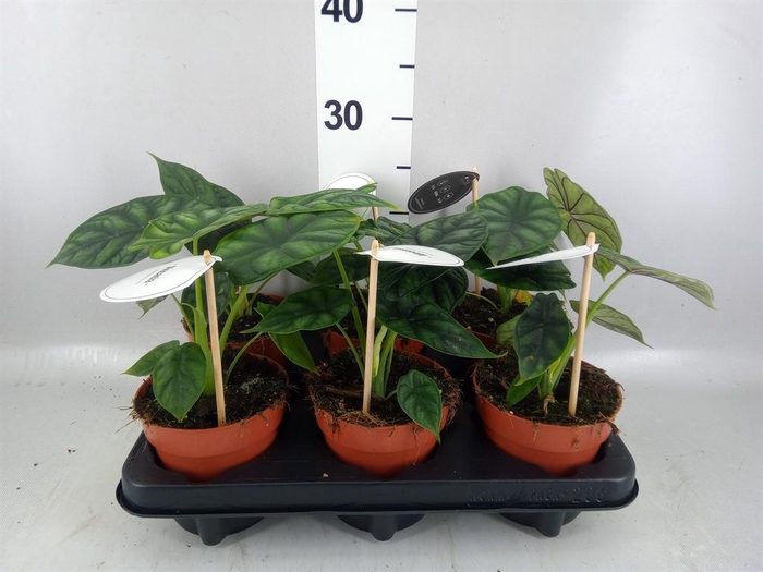 <h4>Alocasia 'Dragon Scale'</h4>