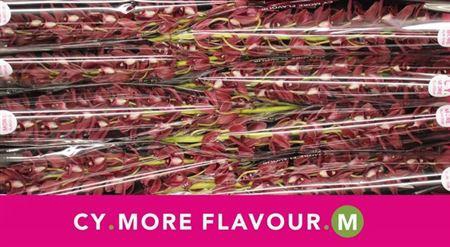 <h4>Cymb Mi Benjamin</h4>