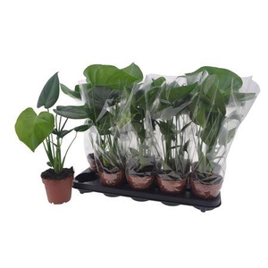 Monstera Deliciosa