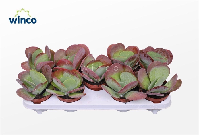 <h4>KALANCHOE THYRSIFL</h4>