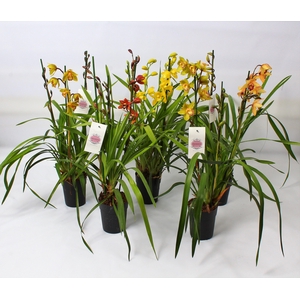 Cymbidium kleuren mix 4-5 tak