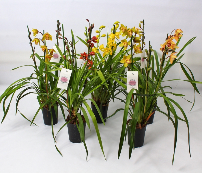 <h4>Cymbidium kleuren mix 3 tak</h4>