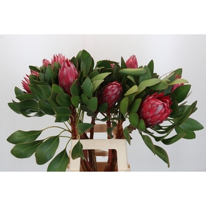 Protea Cynaroides Madiba
